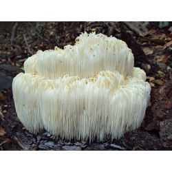 Mycothérapie: Hericium 300 ml